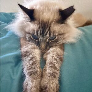 Meet your Posher, Flor